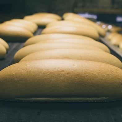 golden loaves of freshly baked bread on commercial baking sheets