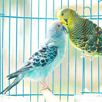 pair of parakeets kissing in a cage
