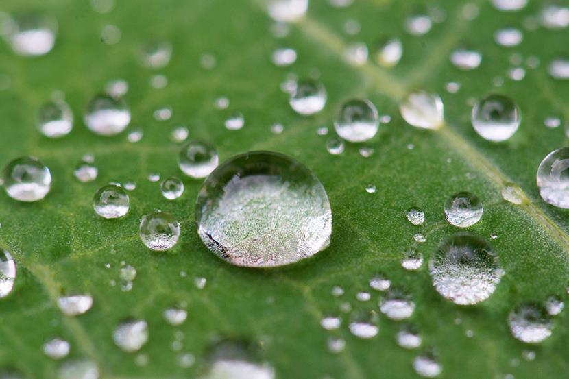 closeup of water droplets beading up on a leaf