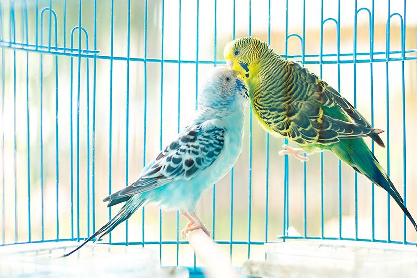 pair of parakeets kissing in a cage