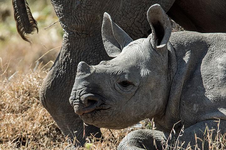 baby rhino laying in a field